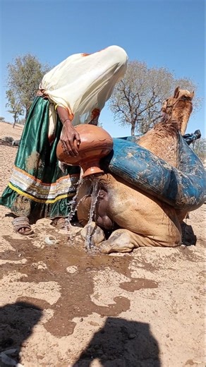 امرأة الصحراء بالثوب الأخضر تصنع نهرين من الماء البارد فوق ظهر الجمل 🐪💧💚