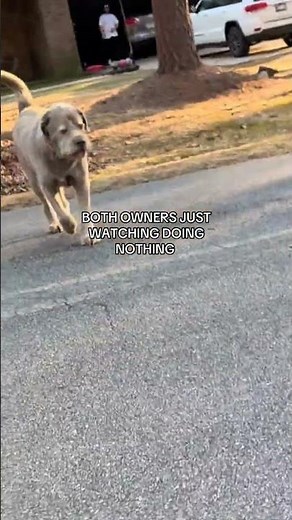 how to react when your dog gets attacked