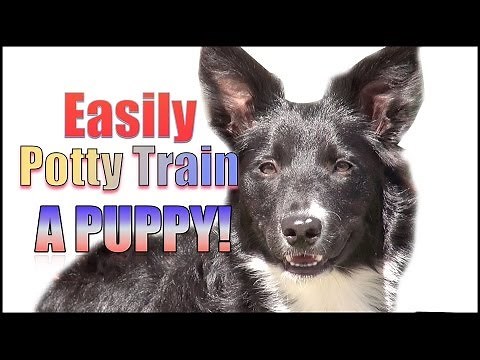 How to Potty Train & Crate Train a Puppy OR Dog HUMANELY and EFFECTIVELY!