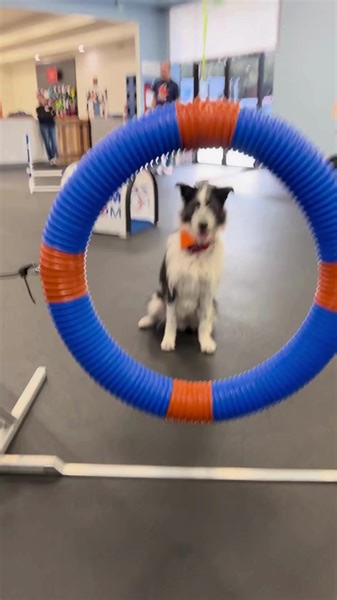 4.3K views · 51 reactions | A big thank you to our friends at Zoom Room Dog Training for opening up their space to this playful pup, Koda!  This smart boy had so much fun chasing the ball around and working on his agility course skills.  Check out Zoom Room in Everett to make your dog's day!  Also, Koda is still available for adoption if you’re interested in meeting this good boy!  paws.org/animal/?animal_id=55050414 | PAWS - Progressive Animal Welfare Society | Facebook