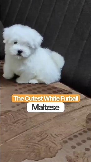 Maltese Magic! Why This Pure White Dog is the Ultimate Companion