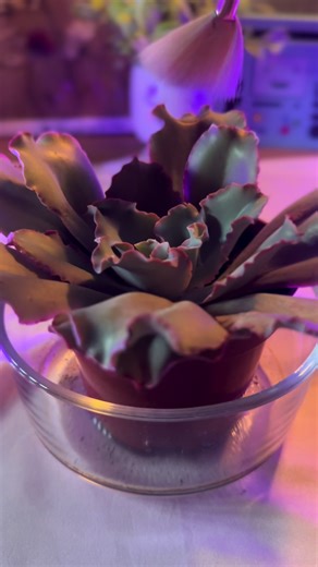 Sleepy Time Tea ASMR☕️ on TikTok