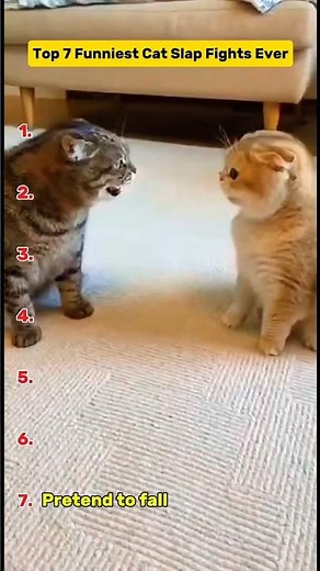 Top 7 Funniest Cat Slap Fights Ever #shorts #cat