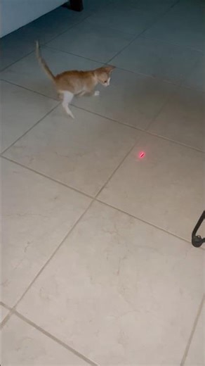 Cat vs laser (hey, where’d it go) #cat #kitten