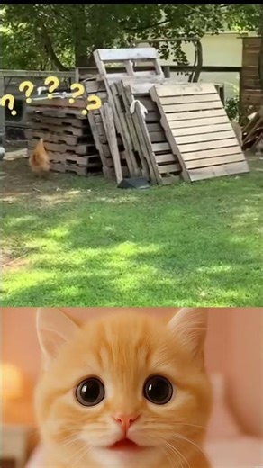 Adorable and Hilarious Pet Moments A Fun Compilation of Furry Fails and Cute Antics! #100