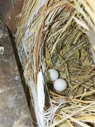 java finch colony progress #Haseebbirdsavairy #haseebsandhu