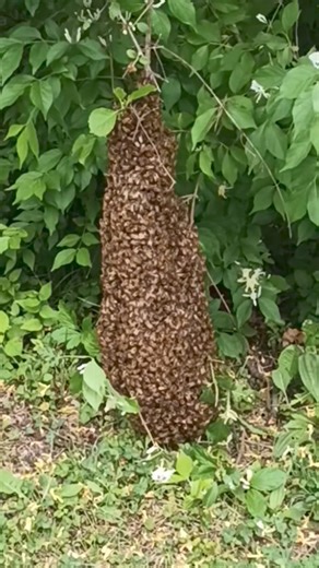 30K views · 280 reactions | Part One: Swarm Removal from Same Spot as Last Year | Part Two: Putting them in a Hive is on my Page | Swarmstead Bees and Gardening | Facebook