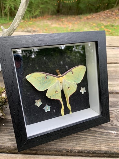 Framed Luna Moth Specimen- Gothic Decor- Whimsigoth Wall Art - Etsy