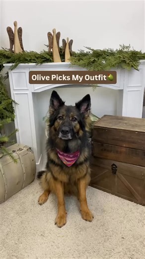 How do you think Olive did? Find all of these favorites on our website! | The Shabby Tree Boutique