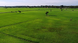 Aerial view tree random grow in paddy field