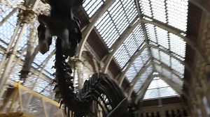 21K views · 1.3K reactions | Did you know the Oxford University Museum of Natural History contains the only remaining specimen of a dodo? For this, and so many other fascinating rare objects, the Museum has been shortlisted for the Art Fund Museum of the Year award. LIKE this to support their bid for Museum of the Year! | University of Oxford | Facebook