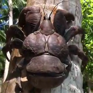 The size of a coconut crab