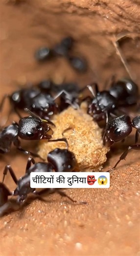 😲 Chiti Ke Upar Micro Camera Lagaya | Andar Se Puri Chitiyon Ki Duniya #shorts #viral