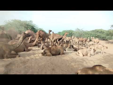 The Wildest Camel Moments Caught on Camera🔥 | You Won't Believe These Wild Camel Moments