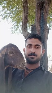 3.7K views · 95 reactions | Goat rest with Me #goats #rest #breed #foryoupage #reelsviralシ | Village goats farm | Facebook