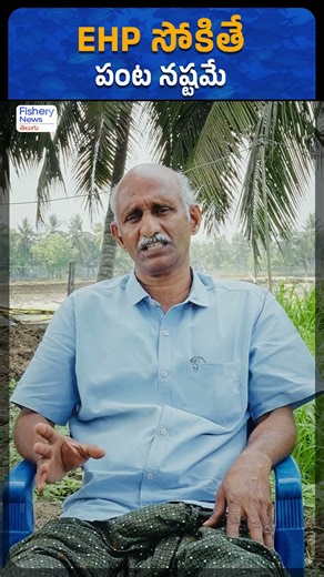 Silent Killer in Shrimp Ponds: EHP Can Wipe Out Your Harvest | Fishery News Telugu