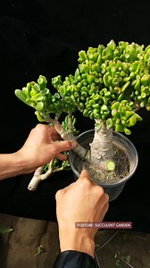 681K views · 17K reactions | Useful tips for your succulents 華 | Succulents | Facebook