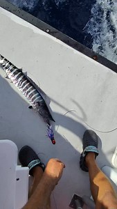 Releasing small wahoo | Live 2 Fish