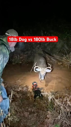 Small Dog vs Big Buck #hunting #deerhunting #trackingdog #deerhunt