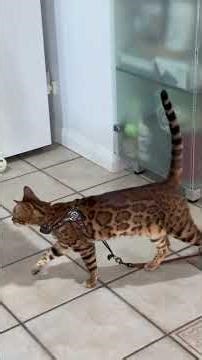Bengal cat meets hyper Bichon Frise at work | Skeeter the Bengal