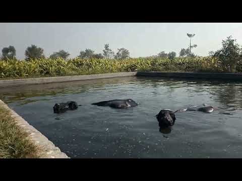"Buffaloes Bathing in pool| Amazing Buffalo Bathing & Swimming in Water"