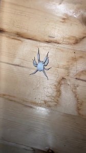 Labah-labah ini sebenarnya dah mati. Ia dapat bergerak lagi sebab dah jadi zombie. Nampak tak warna putih-putih? Itu sebenarnya kulat ophiocordyceps. Kulat ini perlukan hos untuk membiak. Bila hinggap pada hos, ia akan jangkit otak dan kawal kelaluan hos. Ia akan membiak dan bunuh hos. Zombie labah-labah ini nak pergi tempat tinggi untuk sebarkan benih fungus ke tempat lain. Video Doc zamer Mohyedin | Dunia Haiwan Malaysia