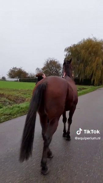 Maak kennis met Hugo, de Franse draver!