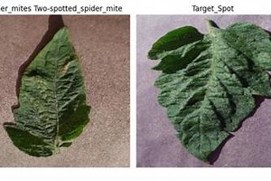 Tomato Leaf Disease Detection using effecientNet