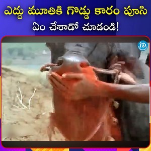 1.6M views · 10K reactions | ఎద్దు మూతికి గొడ్డు కారం పూసి ఏం చేశాడో చూడండి #iDream #tollywood #entertainment #Comedy #Movies | IDream Telugu News | Facebook