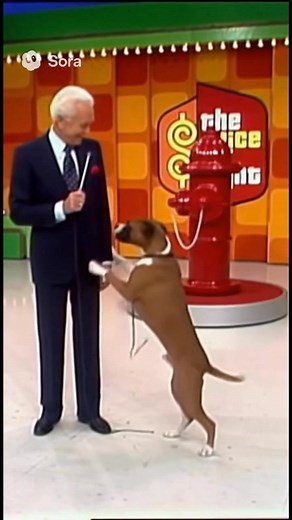 77K views · 2.2K reactions | What would a dog want to win on a game show? | Boxer Madness | Facebook