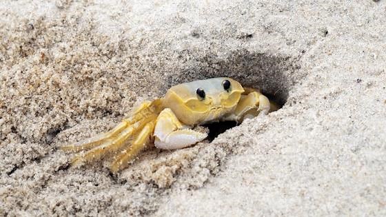 The Secret to Crustacean Dominance: How Evolution Min-Maxed the Ocean