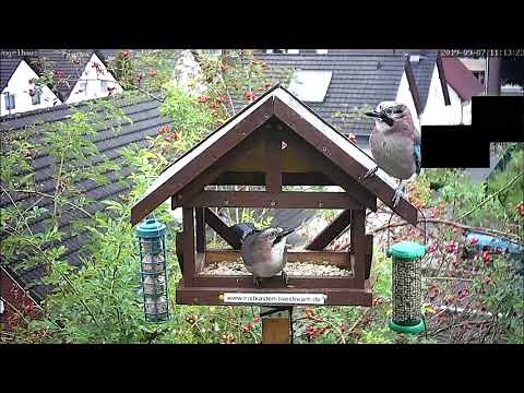 Ruf des Eichelhähers | Zwei Eichelhäher am Futterhaus