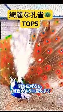 世界の綺麗なクジャク選手権 TOP5! Top 5 Most Beautiful Peacocks in the World! #ranking #不思議 #科学技術 #科学 #雑学 #理科