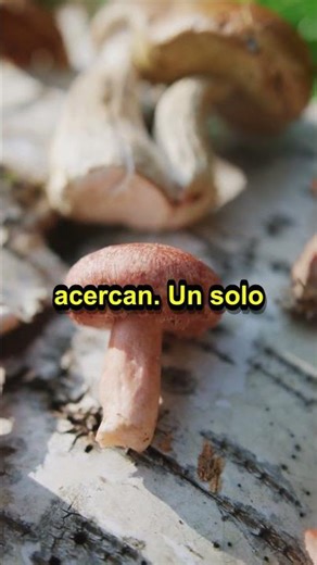 El internet invisible bajo tus pies: cómo hablan los hongos