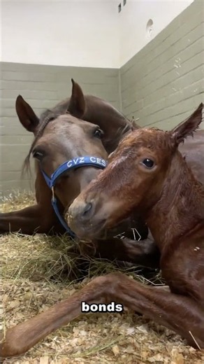 A Horse's Life Span: 25 To 30 Years