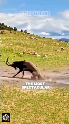 The Rare Antelope With Enormous Curved Horns