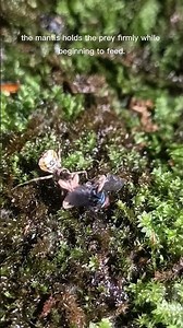 Tiny Predator in Action: Young Praying Mantis Hunts a Fly #insects #mantis #nature #beetle
