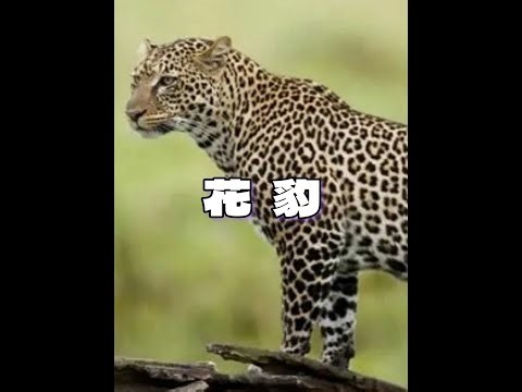 打工豹的乐趣不是捕猎，而是制作枕头 #花豹 #打工豹 #动物世界