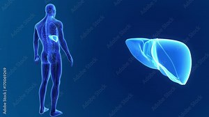 Liver zoom with organs and circulatory system