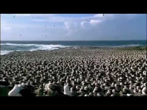 The Blue Planet (2001) tribute Ocean Man