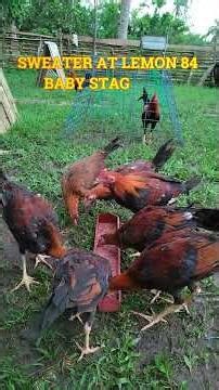 LEMON 84 & MOONWALKER SWEATER #breeding #chicken #chickenfarming #ayam #bloodlines