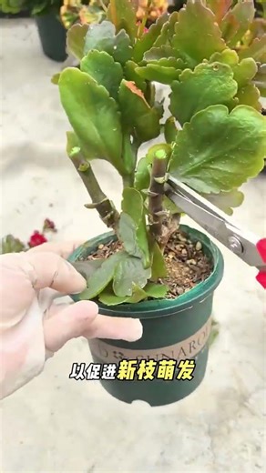 Master the Art of Pruning Longevity Flower Post-Bloom