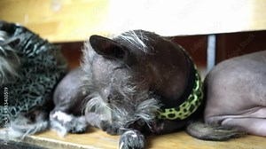 Peruvian Hairless dog portrait in domesticated pet. They are very friendly and good excessively should choose as pets in your home to close to children