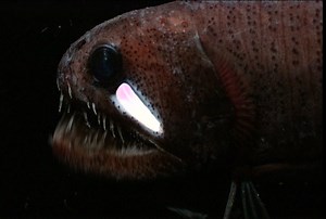 40K views · 624 reactions | Echiostoma barbatum, also known as the Threadfin dragonfish, is a species of barbeled dragonfish that lives 6,600 feet deep and uses bioluminescent organs to attract prey. | Science Channel | Facebook
