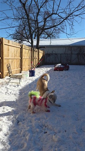 Some fun in the snow! Come on in for some $15 daycare! ☃️🐶🐾 #doggydaycare #dogdaycaresoftiktok #fyp #Toledo #ohio