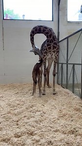 The giraffe calf born early yesterday morning is doing well. Supermom Tessa is being very attentive and the calf has been nursing regularly. We will let visitors know when to look for the new giraffe family outside. | Cincinnati Zoo & Botanical Garden