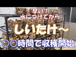 【菌床しいたけ栽培】菌床しいたけ栽培 早くも収穫始まりました。お試し栽培中！