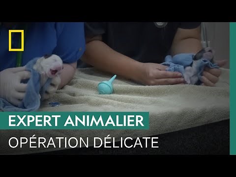 Réanimation d'urgence de trois chiots après une césarienne