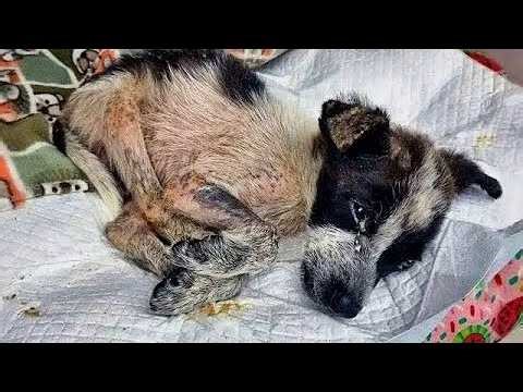 He approached people for food! And they chased and beat him!