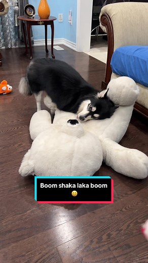 Boom Shaka Laka Time with TikTok Dogs